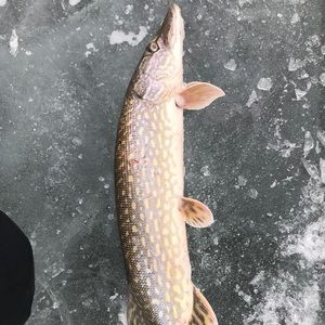 Meet your Posher, Cameron